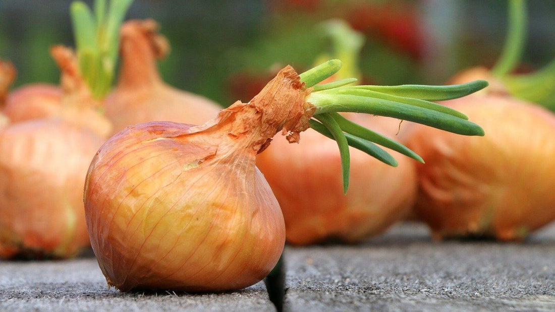 Jesz cebulę codziennie? Poznaj sekrety tego niedocenianego superfood