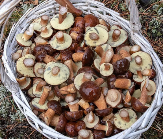 Podgrzybek Brunatny
